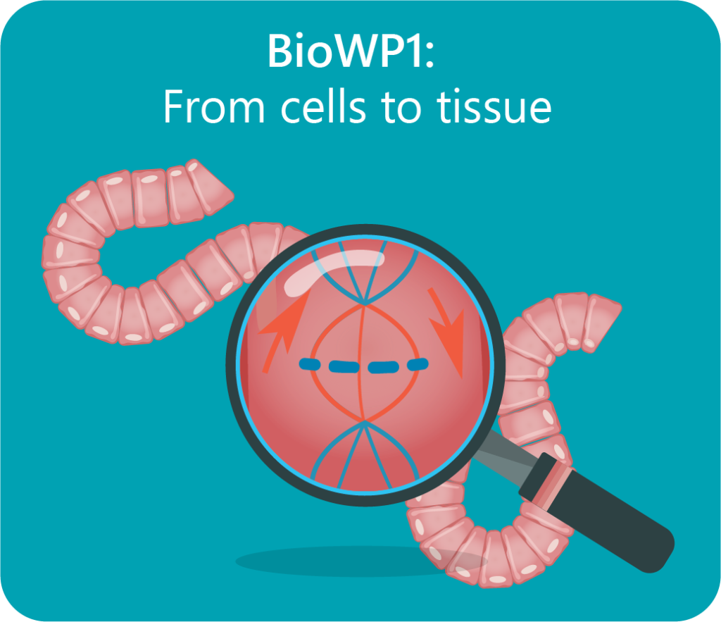 BioWP1: From Cells to Tissue