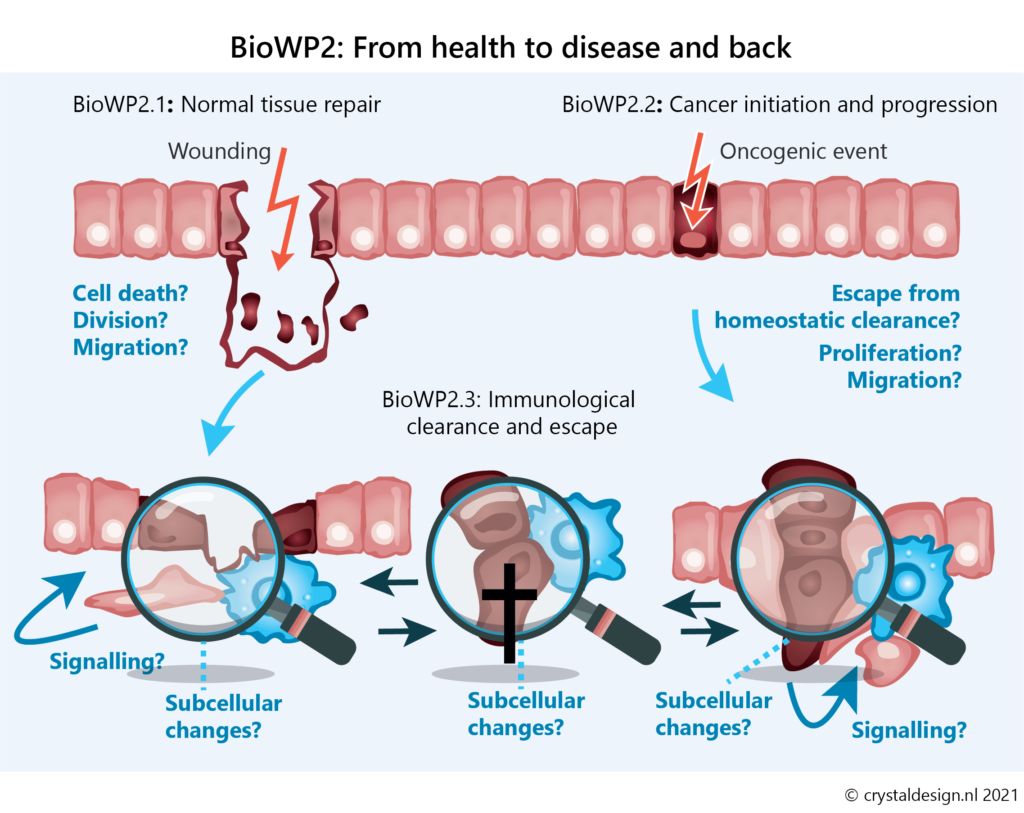 BioWP2: From health to disease and back.
BioWP2.1 Normal tissue repair is dependent on cell death, division and migration. Which in turn is controlled by subcellular changes affecting cell signalling.
BioWP2.2: oncogenic effects (cancer initiation and progression) can come from escaping homeostatic clearance, altered migration and proliferation. Which in turn is also underlying changes in cell-signalling.
Both these pathologic events can be  attempted to be cleared using BioWP2.3 with immunological responses based on subcellular changes.